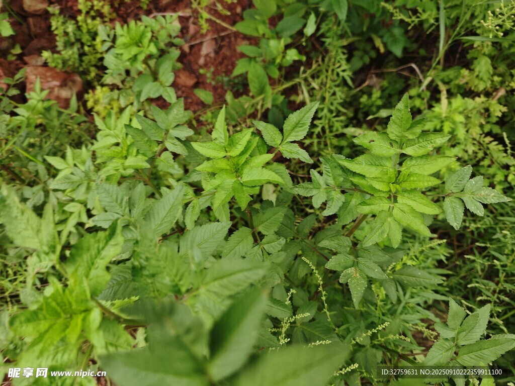 綠意盎然的繁茂植物