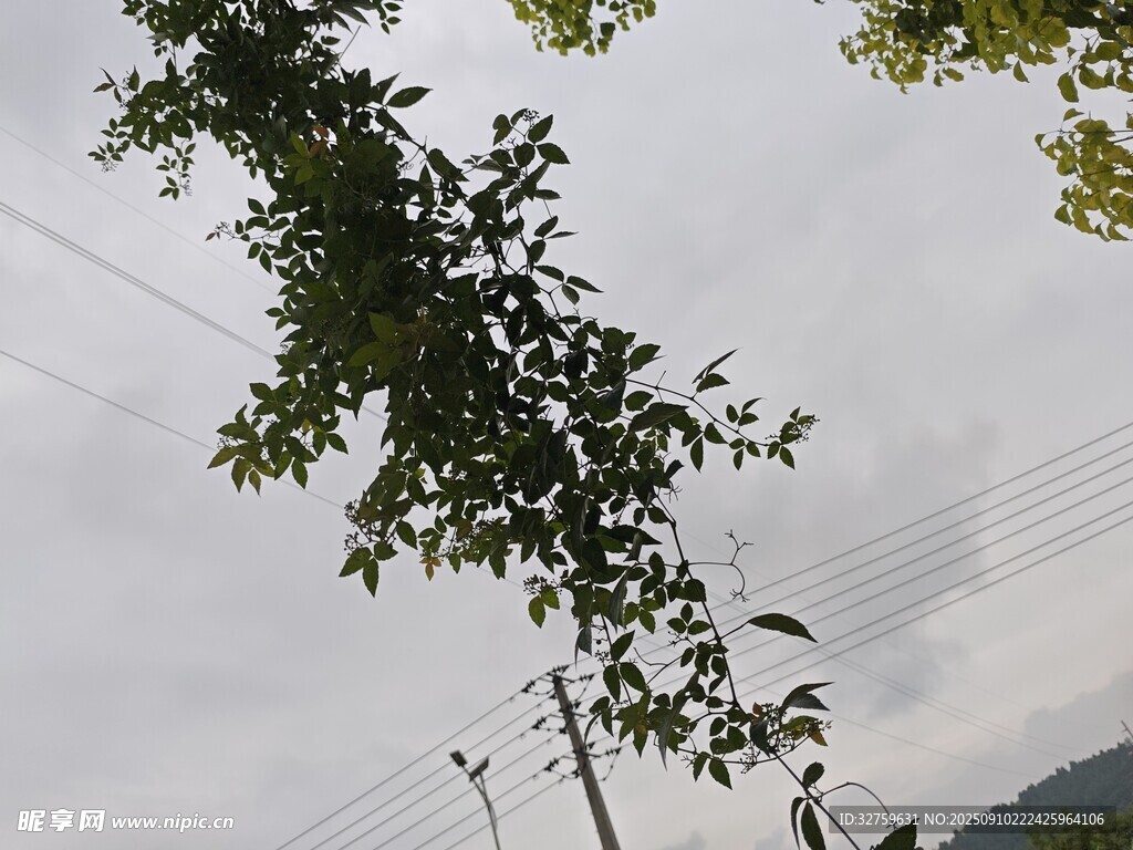 綠樹(shù)與電線(xiàn)交織的景致