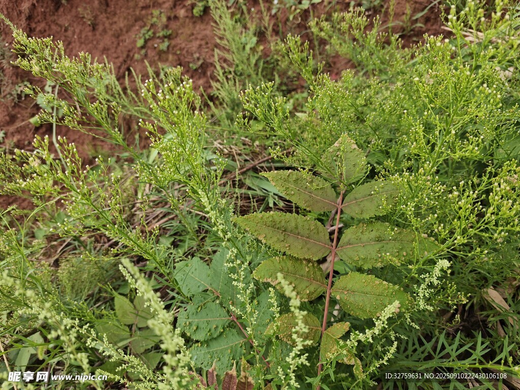 田間嫩綠植物生機(jī)勃勃