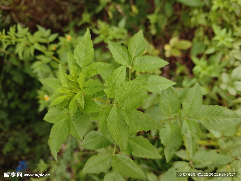 嫩綠植物特寫