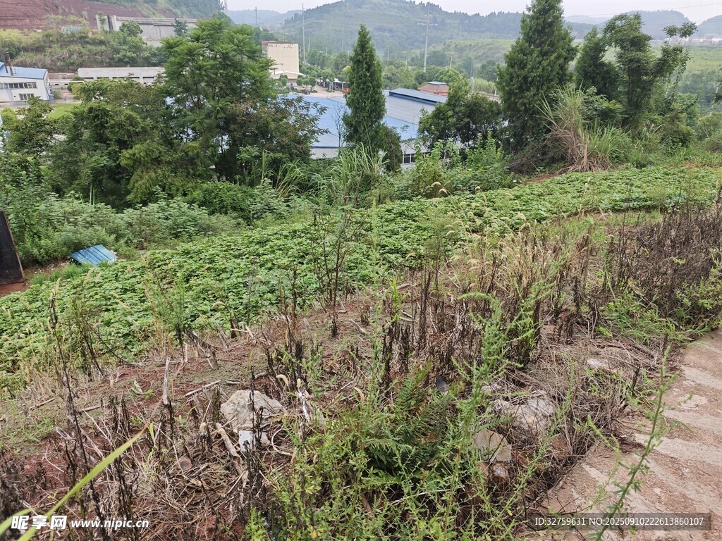 山間繁茂綠植風(fēng)景