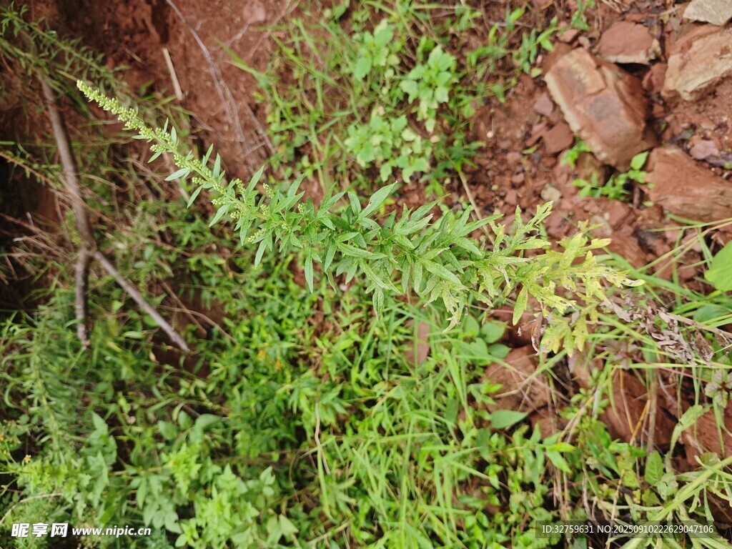 墻邊繁茂的綠色植物