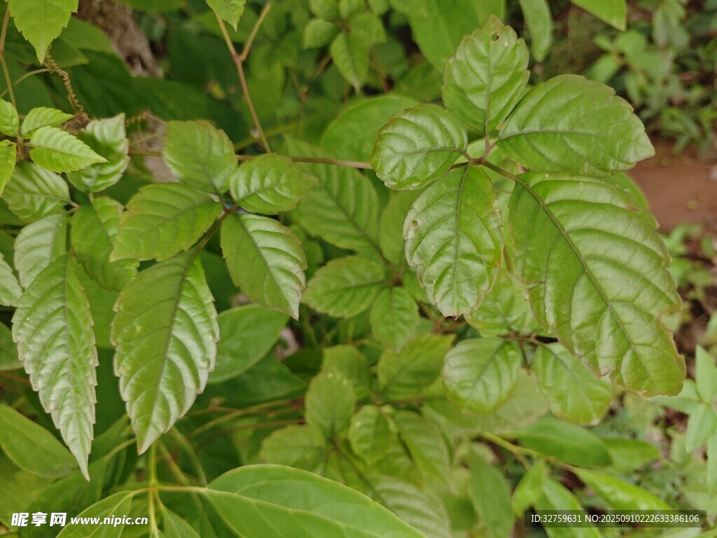 翠綠葉片的植物特寫
