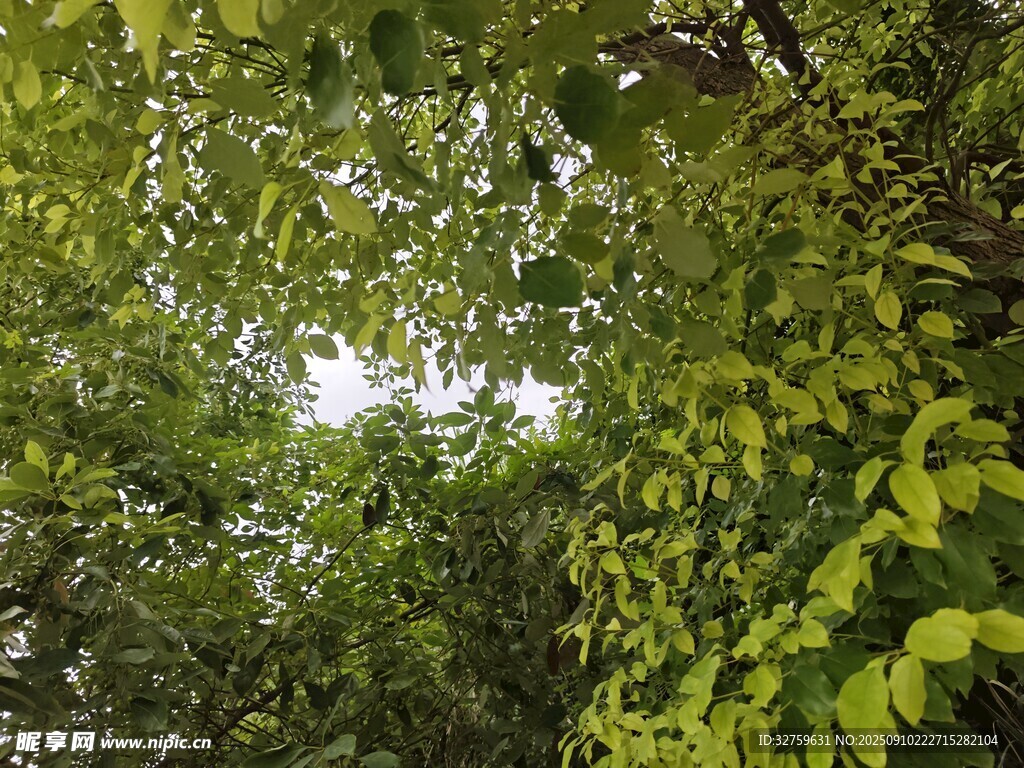 茂密綠葉間的自然景致