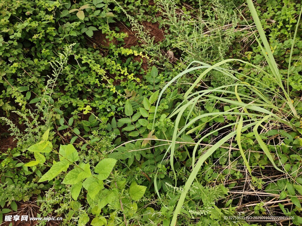 繁茂野生植物景觀
