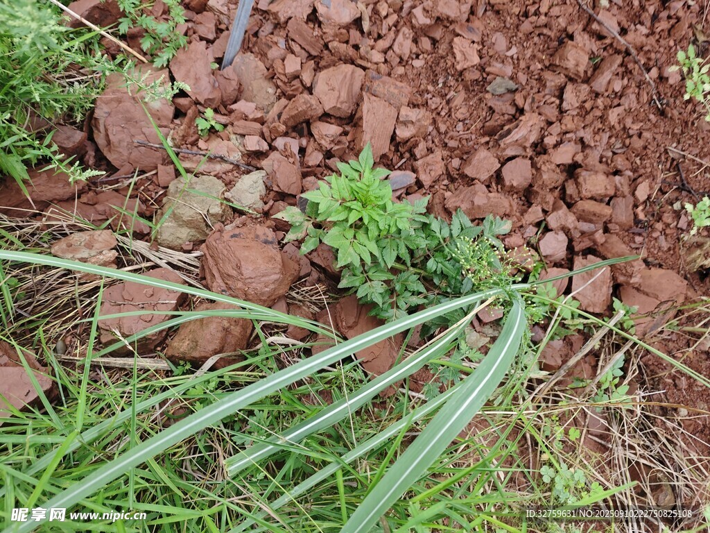 泥土中的綠植與蔥類植物
