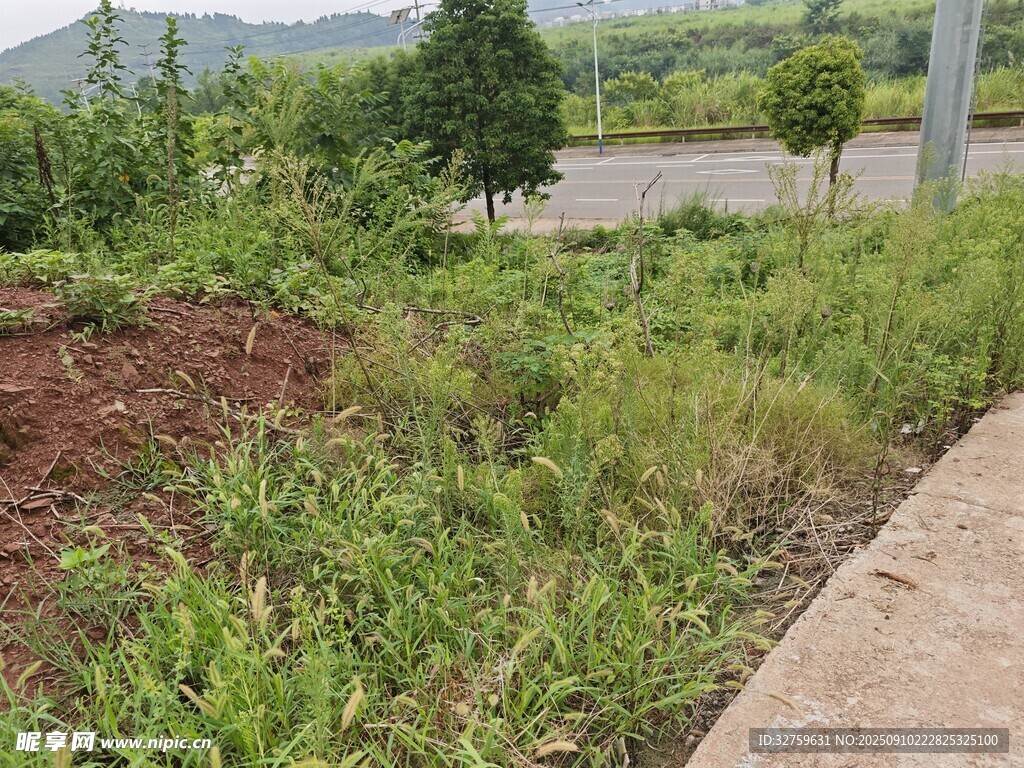 戶外雜草叢生的自然場(chǎng)景