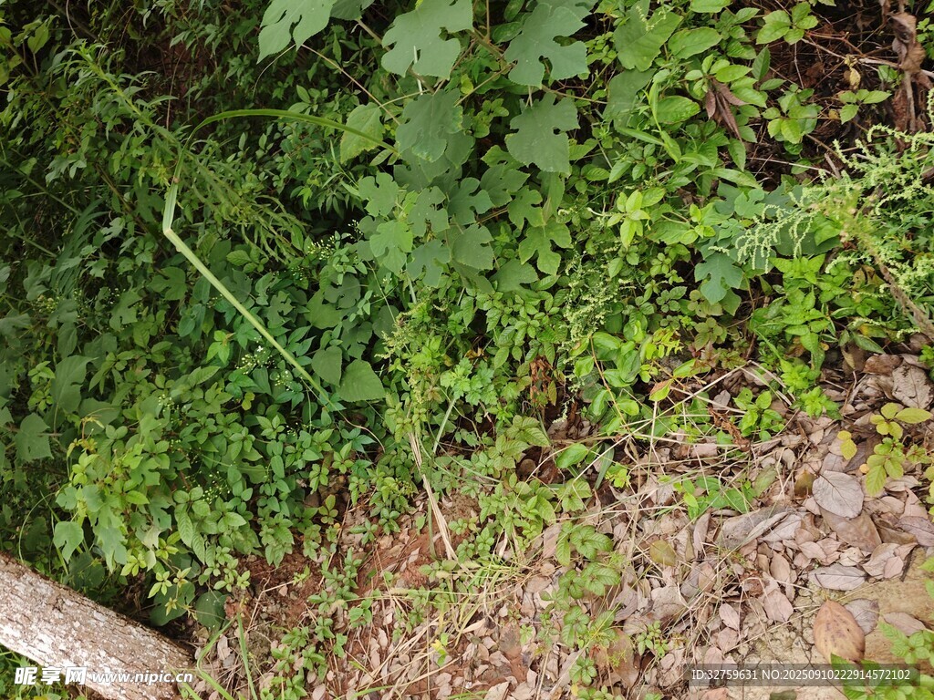 地面綠植景象