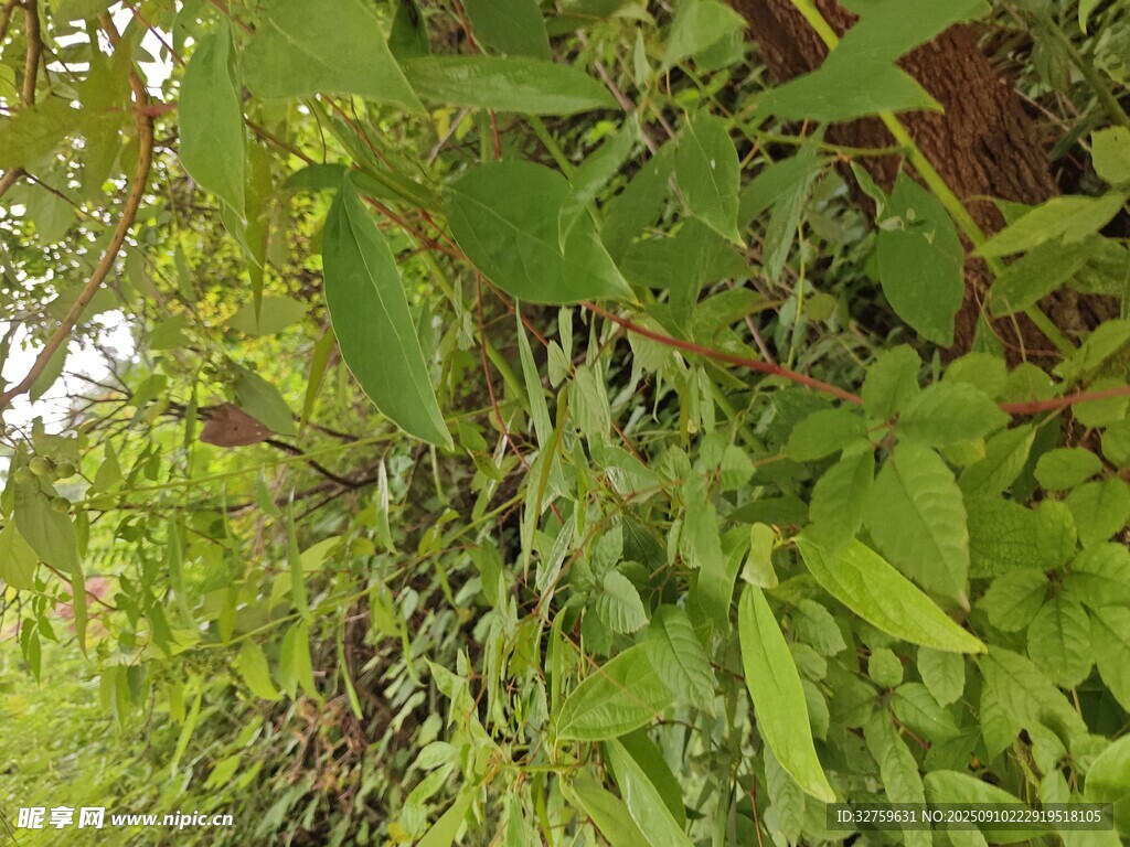 綠葉繁茂的植物景象
