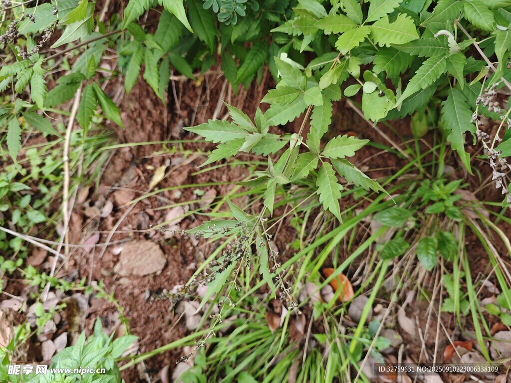 野外繁茂的綠色植物景象