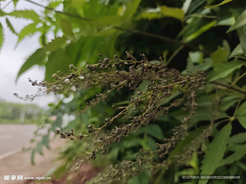 綠葉間的繁茂植物
