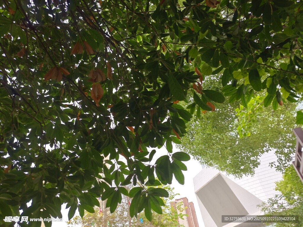 透過樹葉望白色建筑