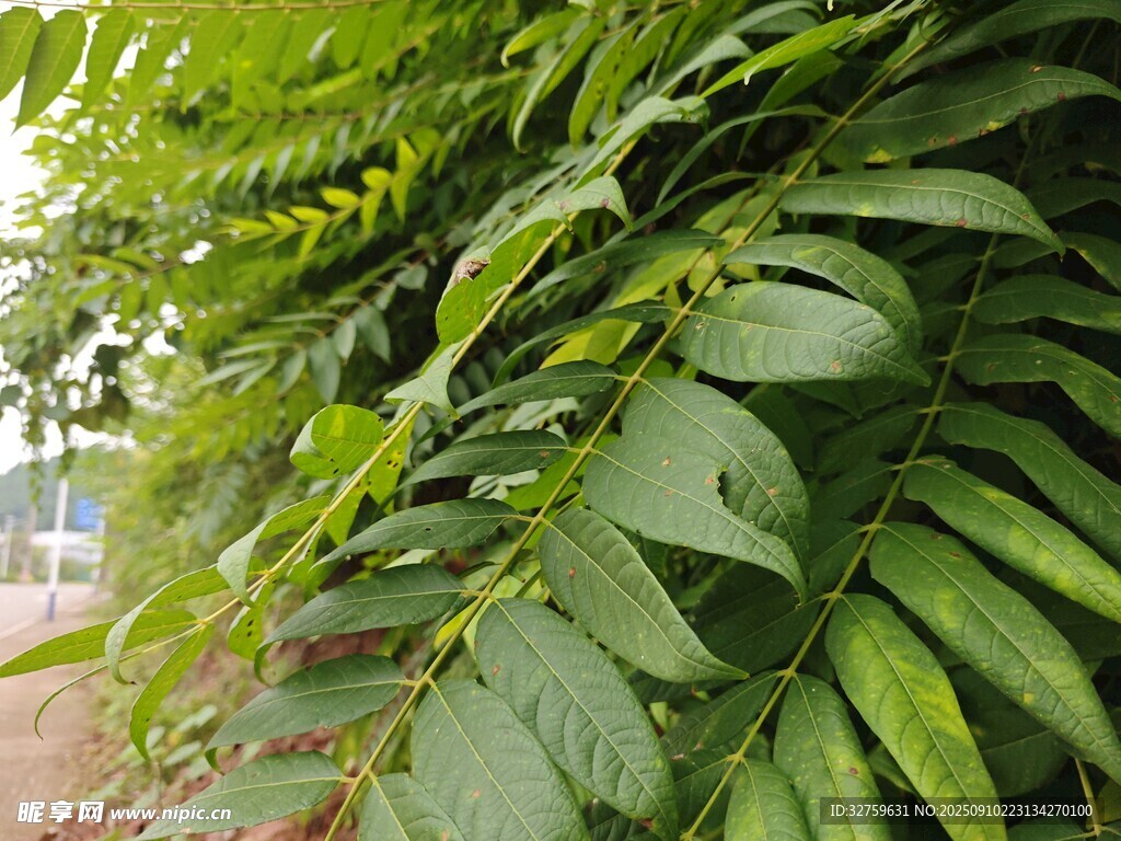 翠綠繁茂的羽狀葉片植物