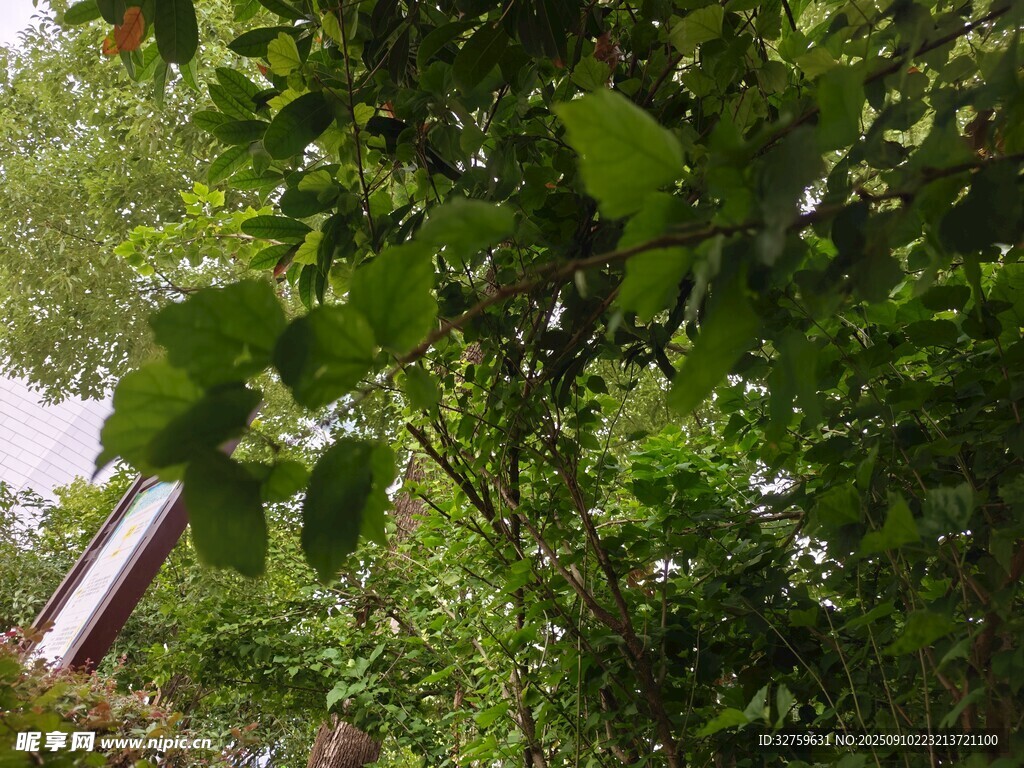綠葉繁茂的樹木景象
