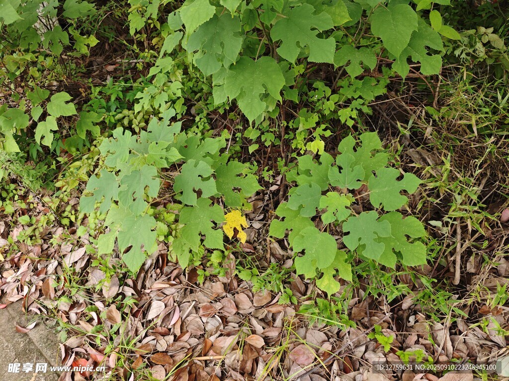 綠葉黃花鋪就地面景致