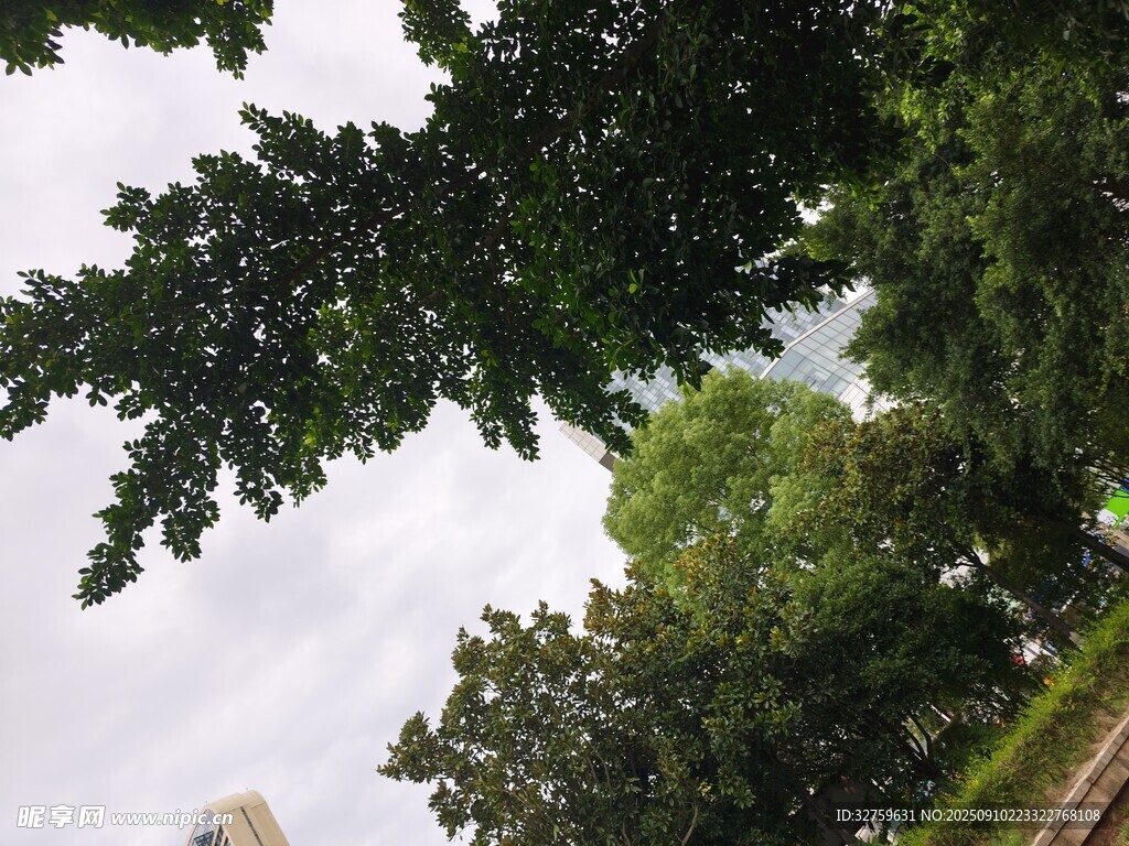 仰視蔥郁樹林間的天空