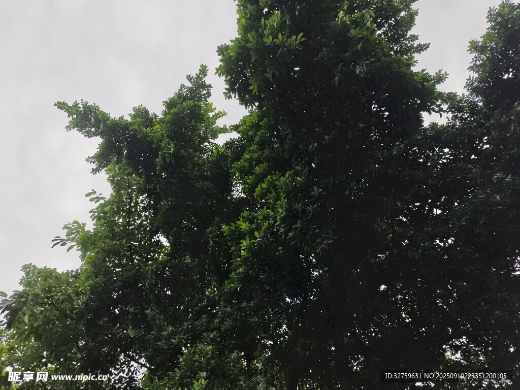 茂盛綠樹 