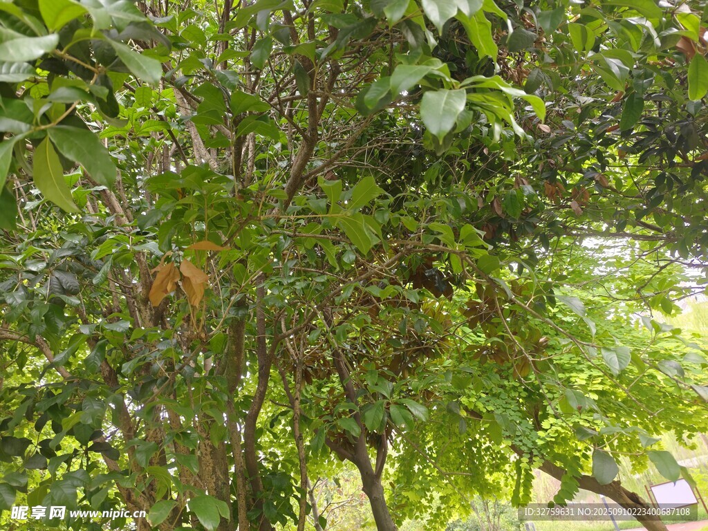 繁茂綠樹展現(xiàn)自然生機(jī)