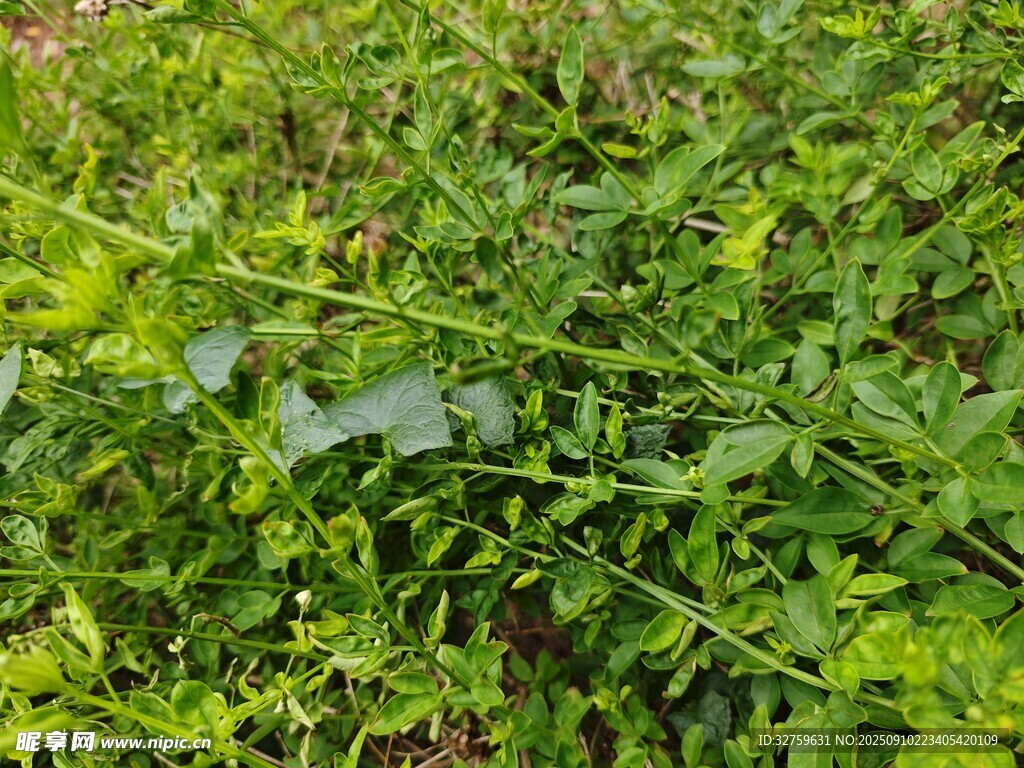 繁茂綠植中的清新景象