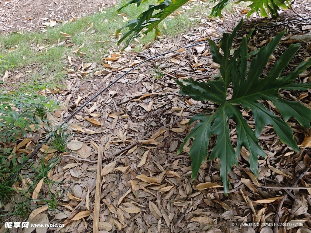 地面上的植物與落葉