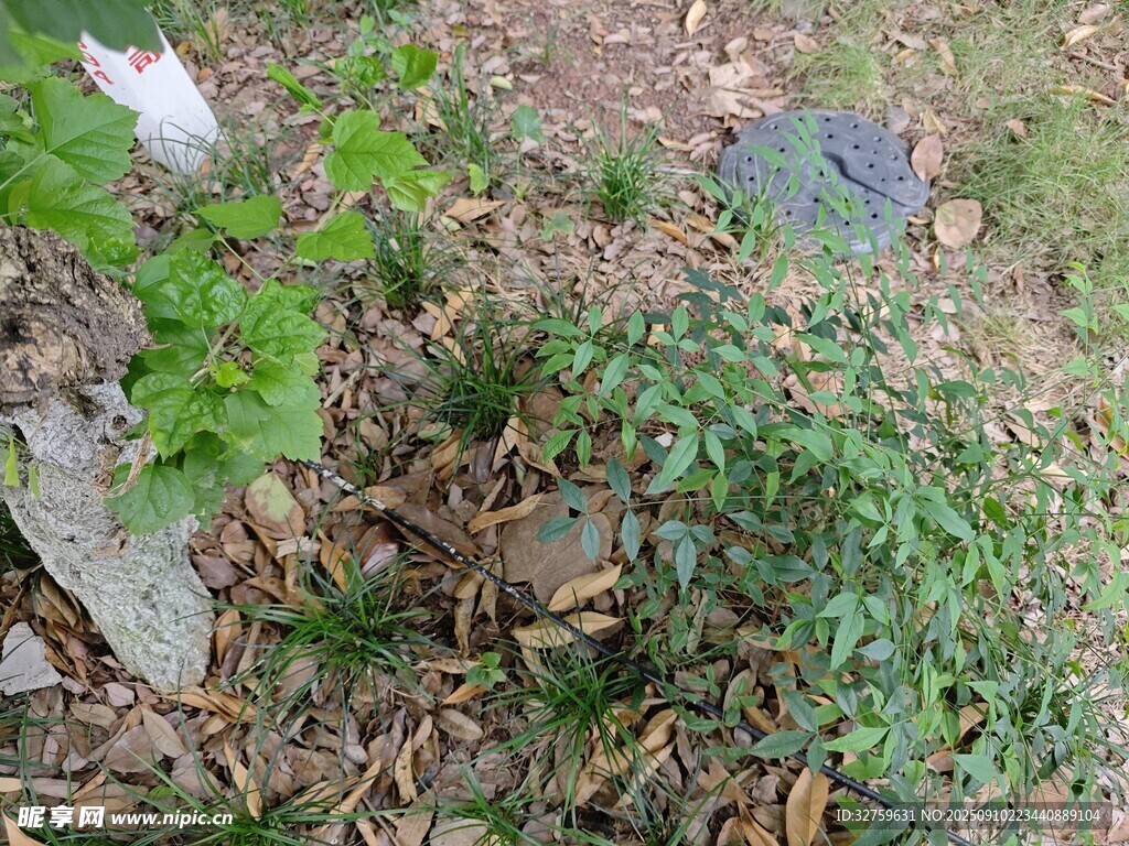 地面綠植與散落雜物景象