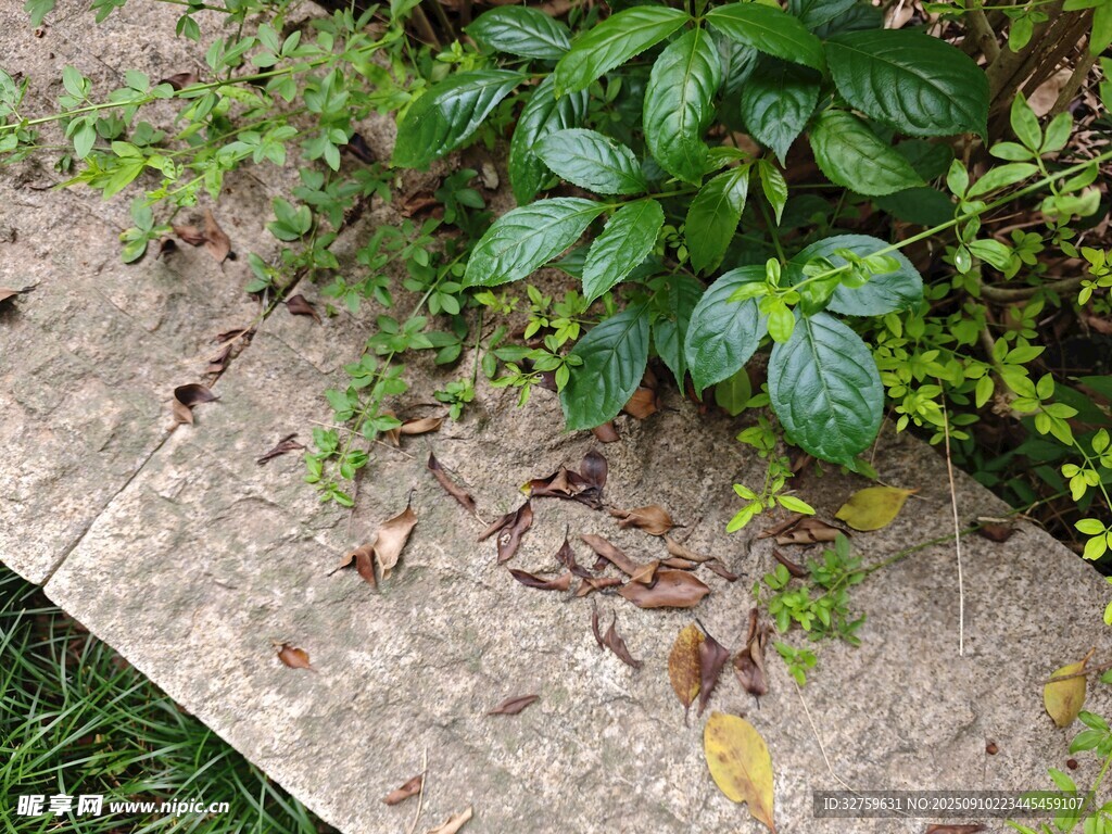石板旁生長(zhǎng)的翠綠植物