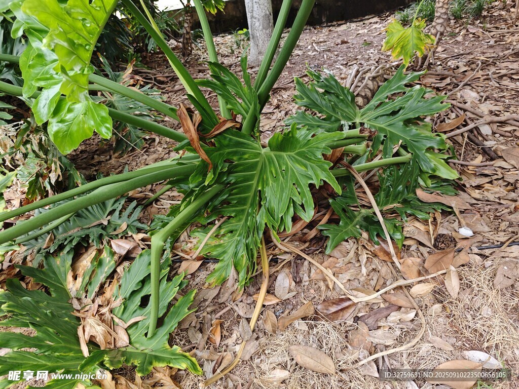 地面生長的綠色多葉植物