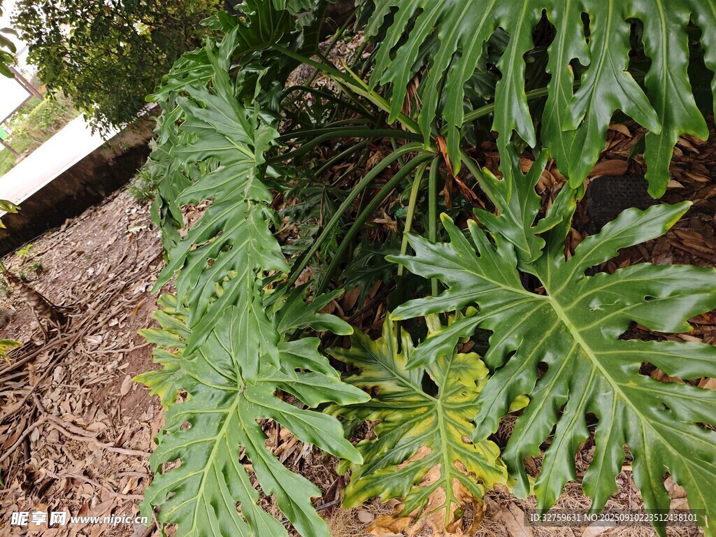 翠綠蕨類植物枝葉特寫