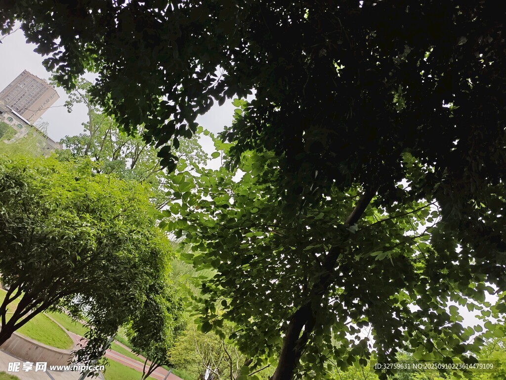 綠蔭下的城市公園景致