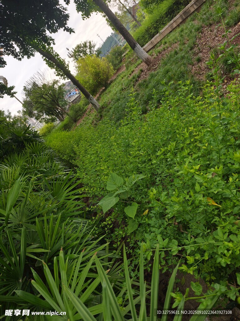 綠意盎然的山間植物景觀