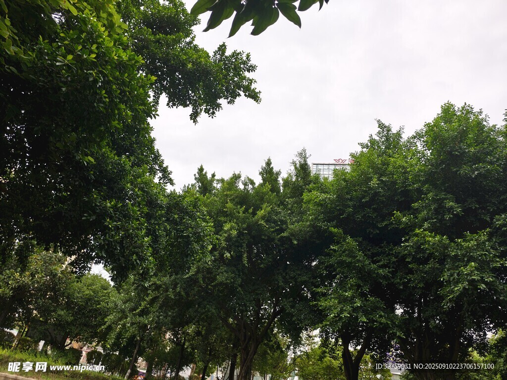 綠意盎然的戶外樹林景觀