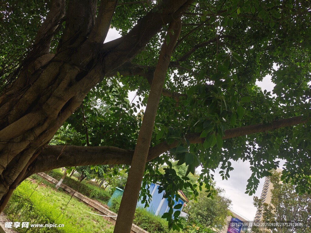 繁茂大樹下的綠意景致