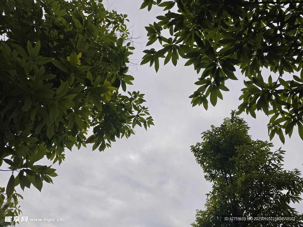 仰視綠樹與天空景象