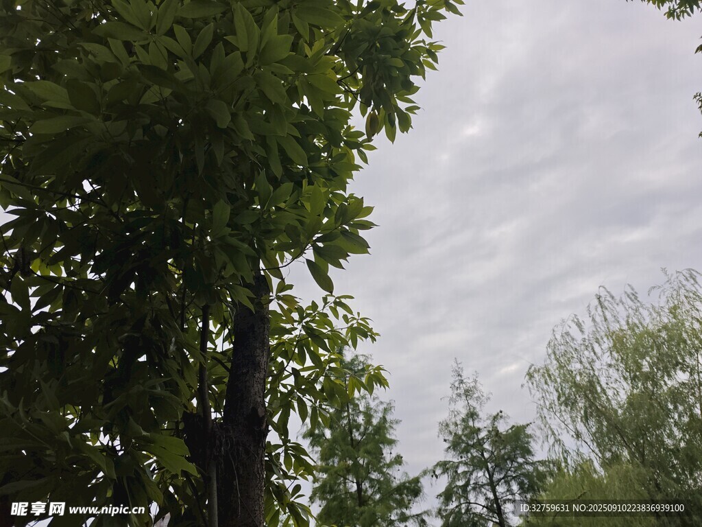 綠樹映天的自然景致