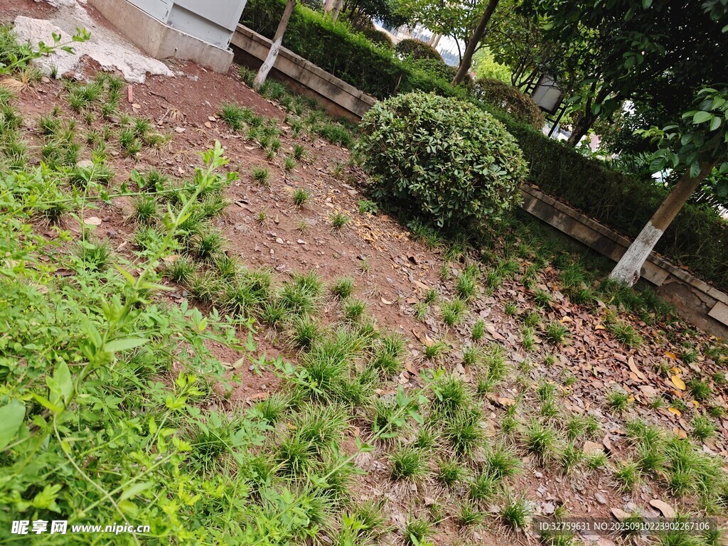 戶外綠植叢生的土地場景