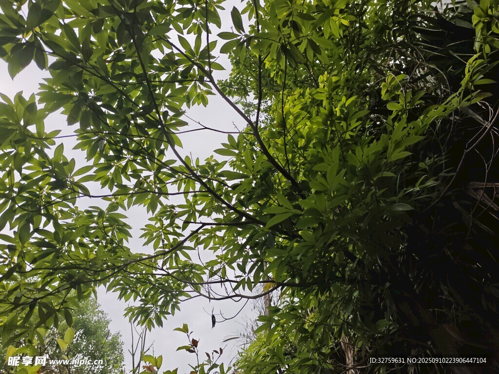 繁茂綠樹間的自然景致