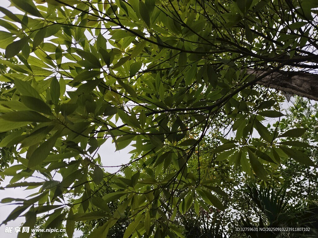 仰視視角下的繁茂綠葉