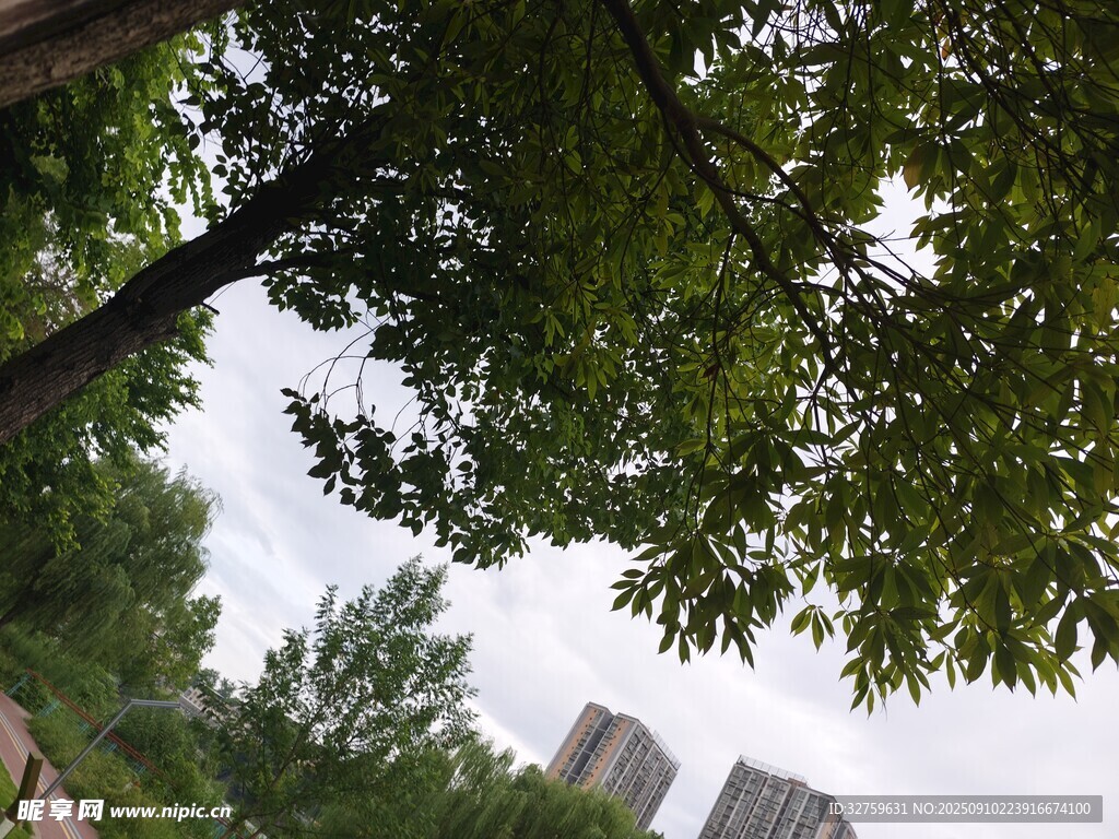 仰視綠樹與遠處高樓