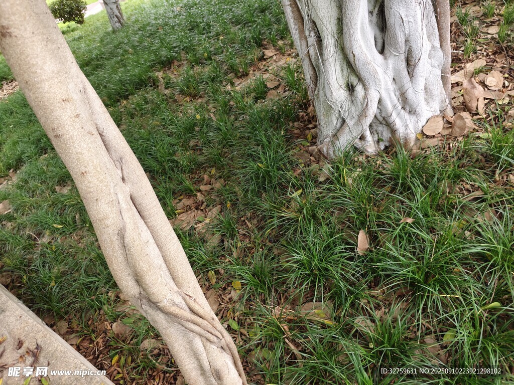 樹根盤于翠綠草地間