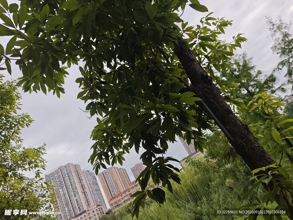 綠樹掩映下的城市高樓