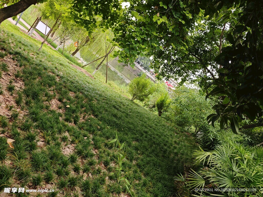 綠意盎然的戶外植物景觀