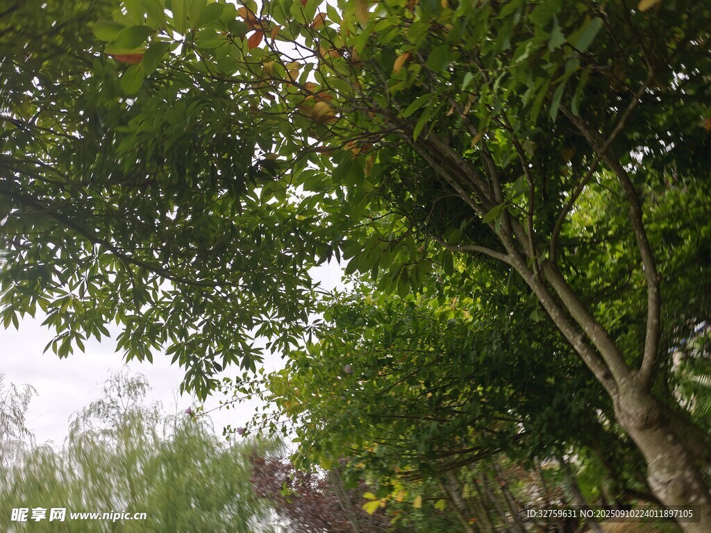 綠樹成蔭的自然景致