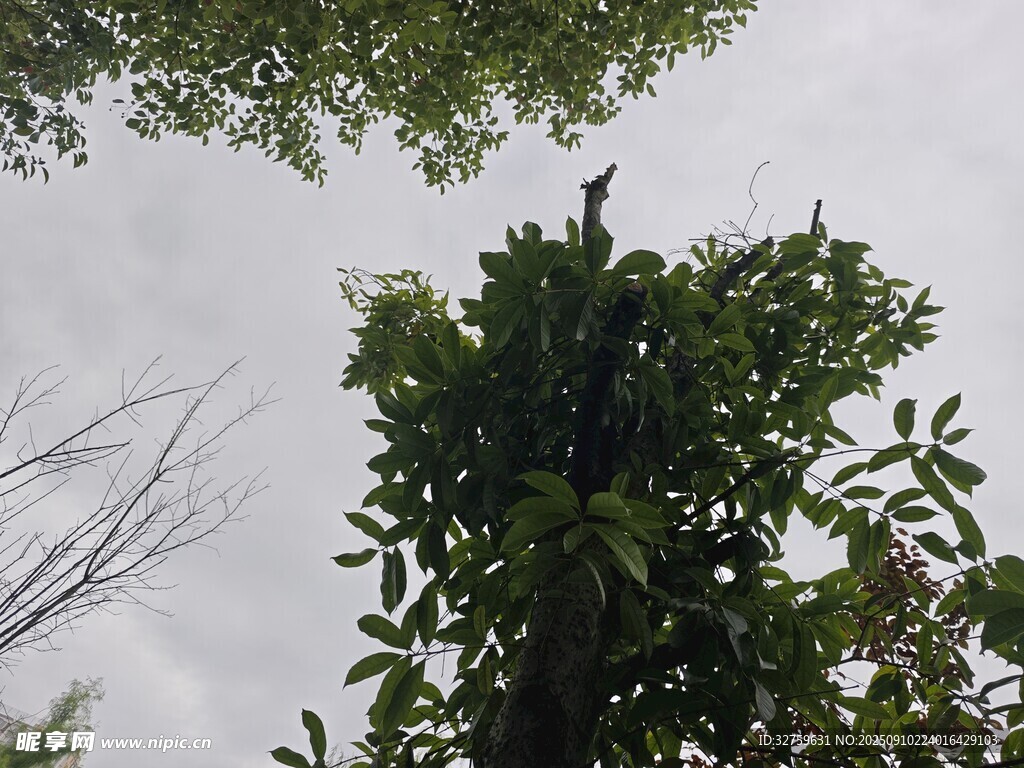 仰視綠樹(shù)與灰白天空