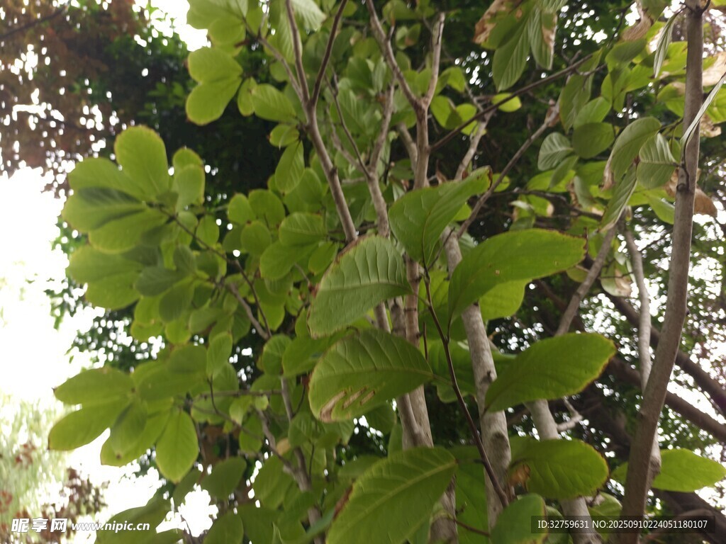 綠葉繁茂的樹木