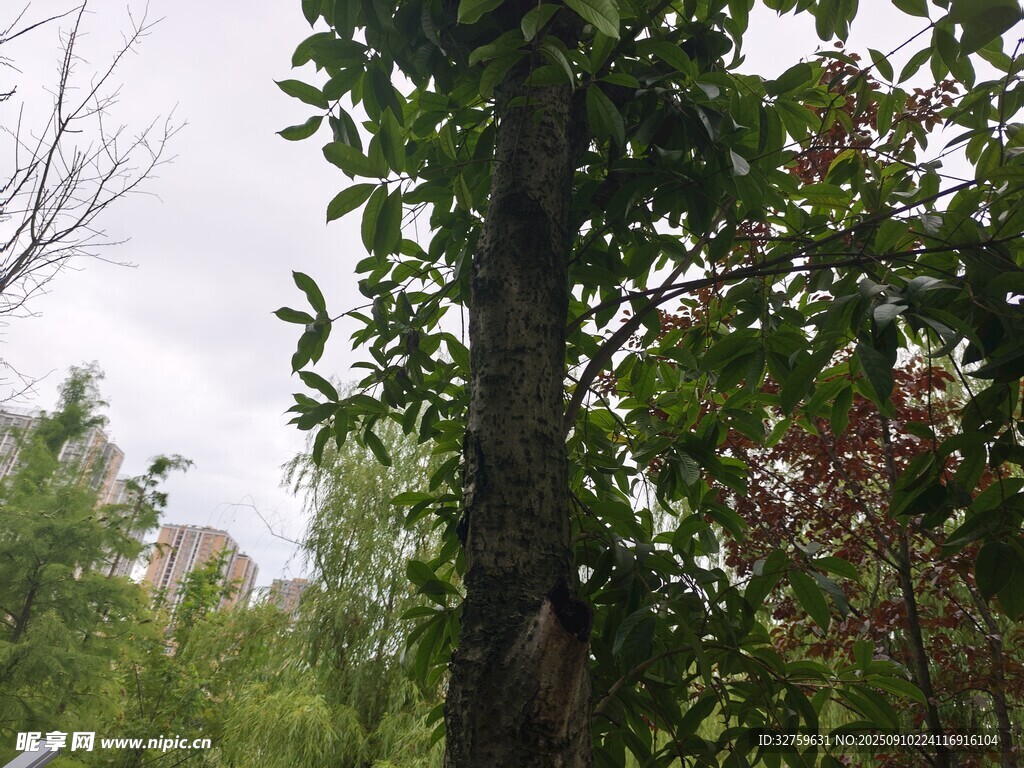 綠樹蔥蘢的自然景象
