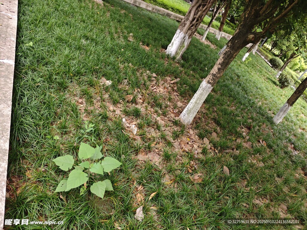 草地樹(shù)木下的綠植景象