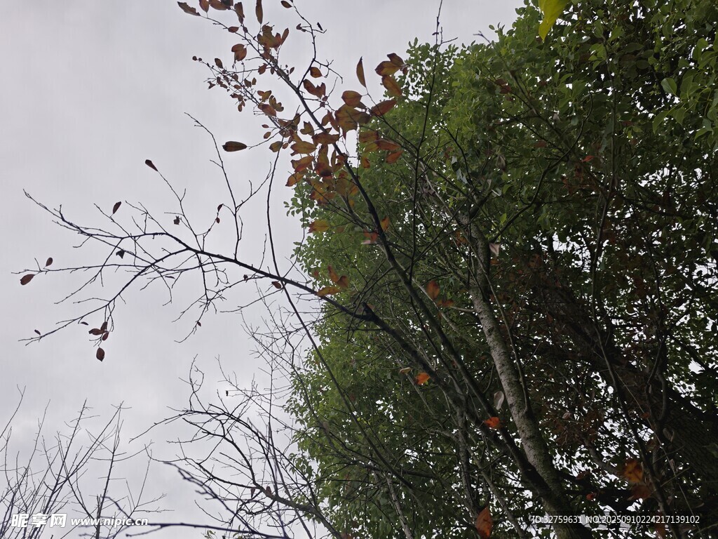 秋日樹梢景致