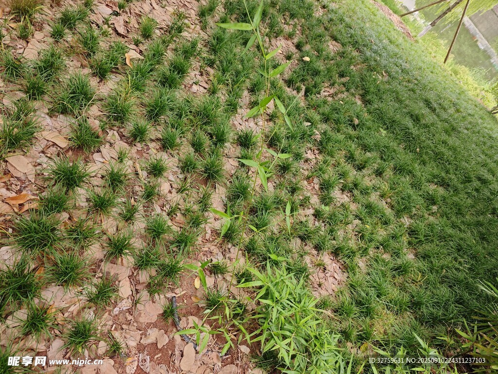 綠意盎然的草地景觀