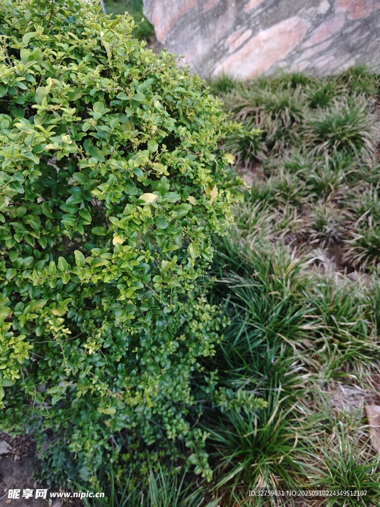 翠綠繁茂的戶外灌木叢