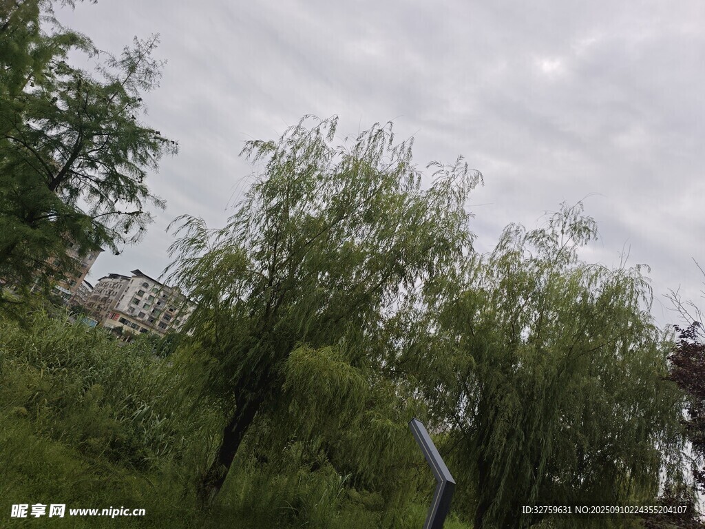 陰天里的蔥郁樹(shù)木